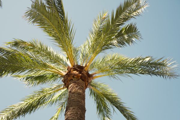 Palm Tree Pruning in Metairie