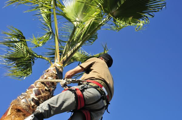 Palm Tree Trimming in Metairie