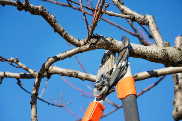 Tree Shearing in Metairie