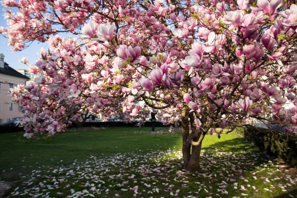 Ornamental Tree Pruning in Metairie