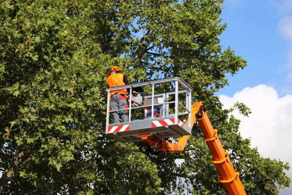 Commercial Tree Service in Metairie