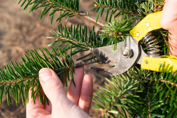 Pine Tree Pruning in Metairie