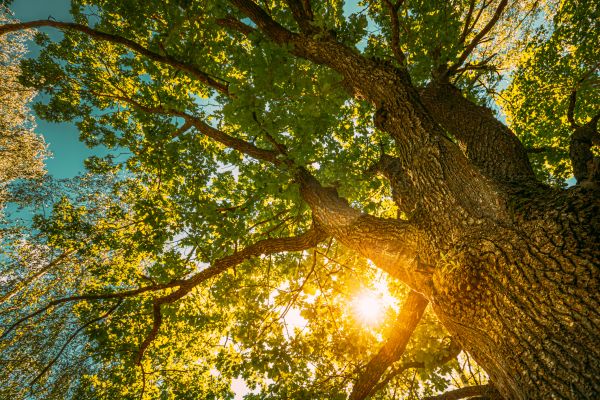 Oak Tree Pruning in Metairie