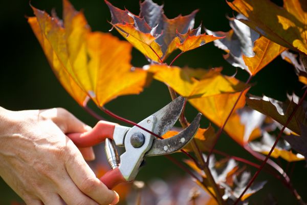 Maple Tree Pruning in Metairie