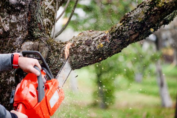 Tree Limbs Removal in Metairie