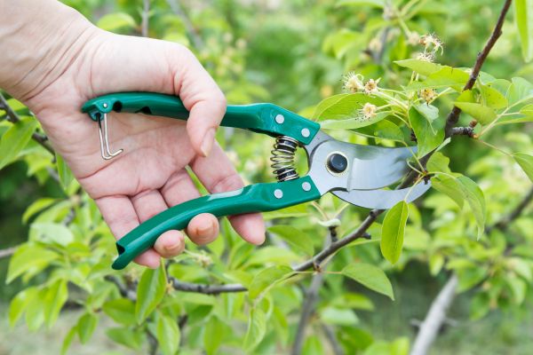 Pear Tree Pruning in Metairie
