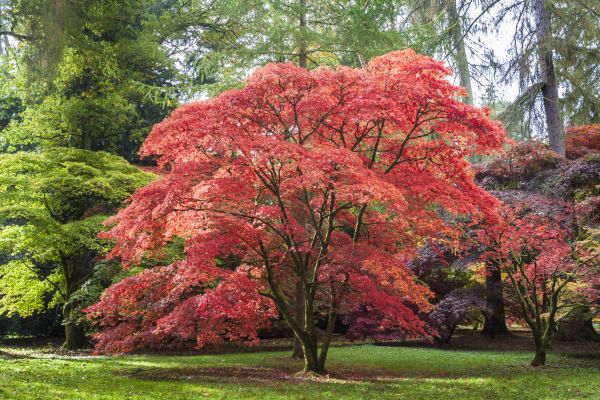 Japanese Maple Pruning in Metairie