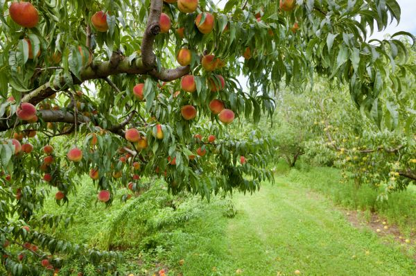 Peach Tree Pruning in Metairie