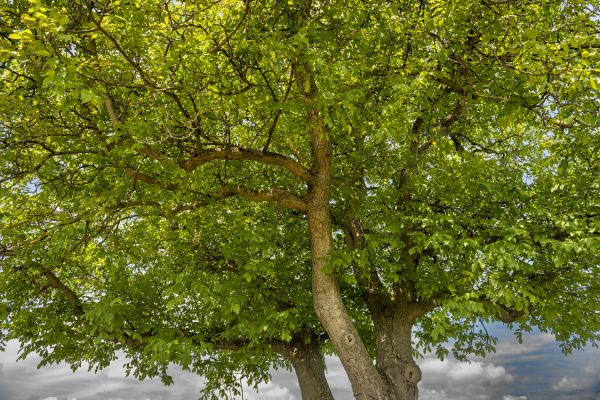 Walnut Tree Trimming in Metairie
