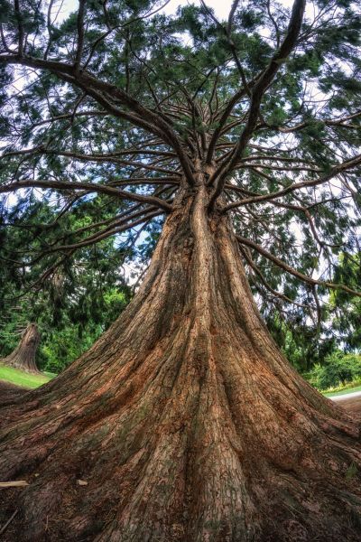 Cedar Tree Pruning in Metairie
