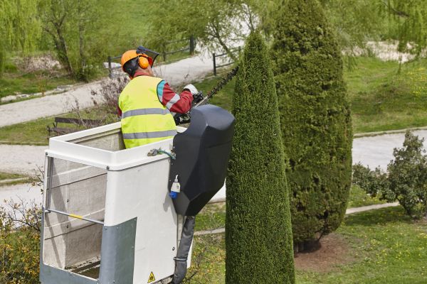 Cypress Tree Pruning in Metairie