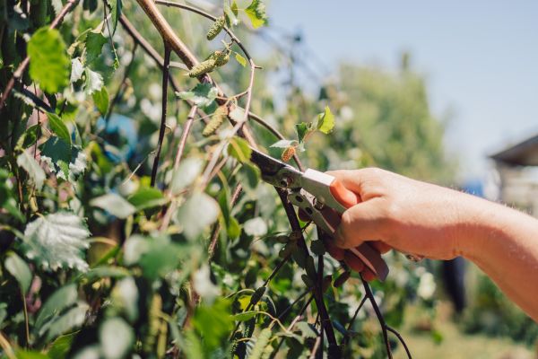 Birch Tree Pruning in Metairie