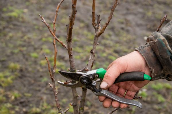 Pear Trees Pruning in Metairie