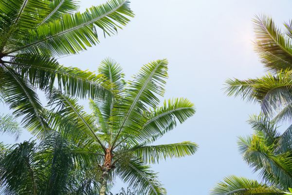 Queen Palm Tree Trimming in Metairie