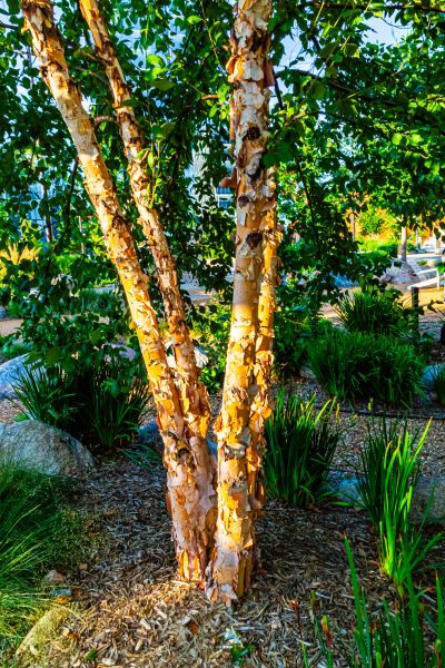 River Birch Trimming in Metairie