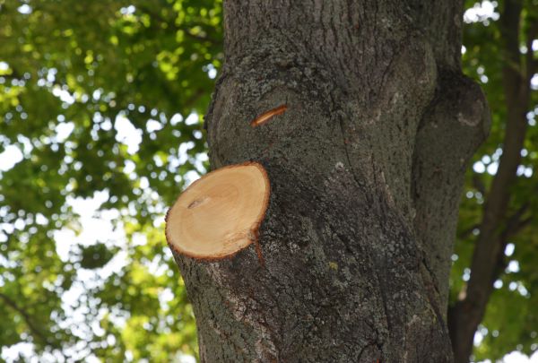 Limb Cutting in Metairie