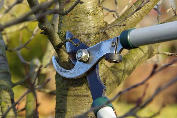 Tree Limb Trimming Service in Metairie