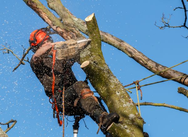 Tree Trimming Service in Metairie