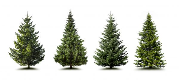 Pine Tree Trimming in Metairie