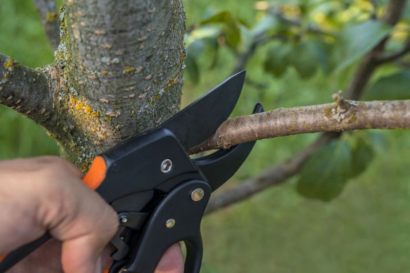 Beech Tree Pruning