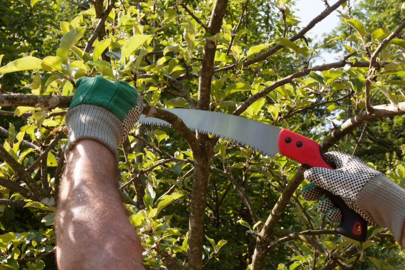 Maple Tree Pruning
