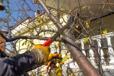 Residential Tree Service