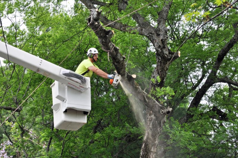 Healthy Tree Trimming
