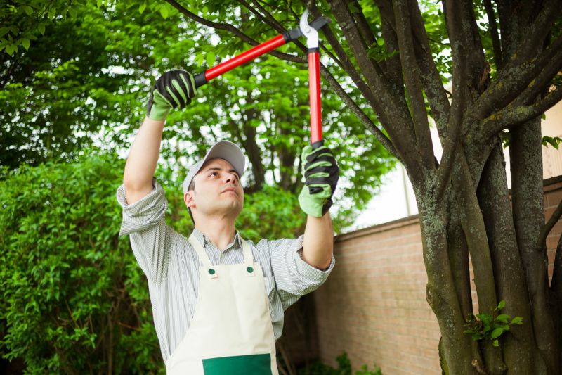 Healthy Tree Care
