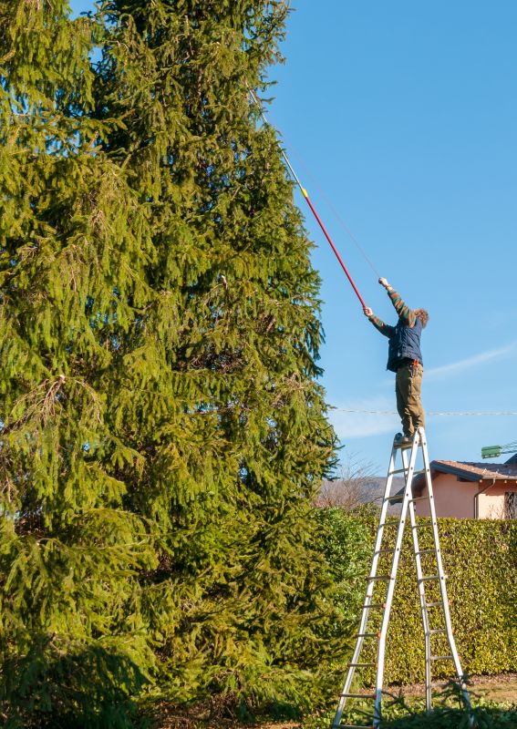 Tree Trimming Schedule